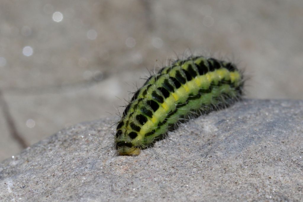 Zygaena (Zygaena) transalpina - Bagno di Romagna (FC)